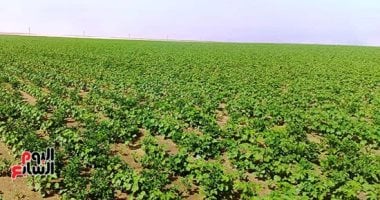 إطلاق مشروع زراعة 500 فدان أقطان قصيرة التيلة شرق العوينات