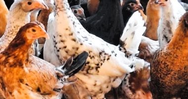أسعار الفراخ في مطروح اليوم: الكيلو يبدأ بـ 60 جنيه الاثنين 23-6-2025
